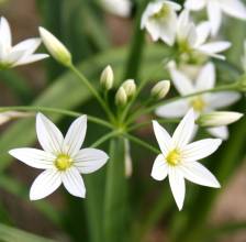 Allium pendulinum. Photo: A. hoog.